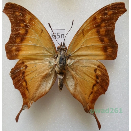 Charaxes zoolina (Westwood, 1850) Madagascar 53mm65n